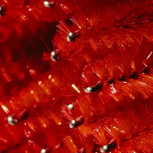 Pure Beauty VIP Lash Membership